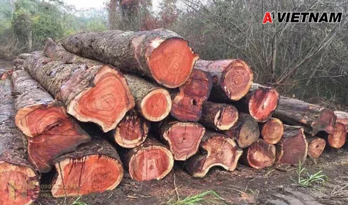 Gỗ đinh hương là gì? Phân Loại và Báo Giá Mới Nhất 4 go dinh huong 3 jpg