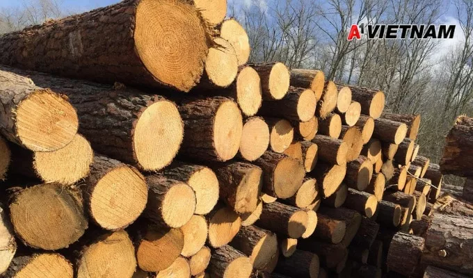 Gỗ dổi là gì? Phân Loại và Báo Giá Mới Nhất 2 go doi 1 jpg