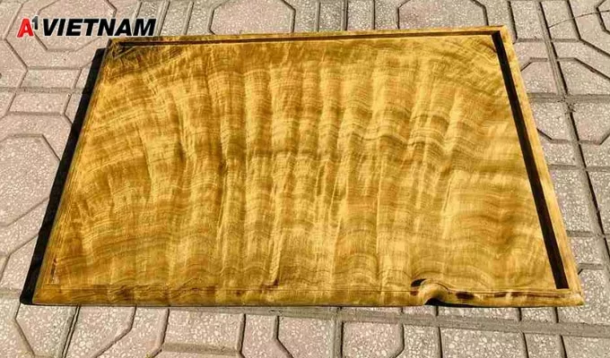 Gỗ dổi là gì? Phân Loại và Báo Giá Mới Nhất 4 go doi 3 jpg