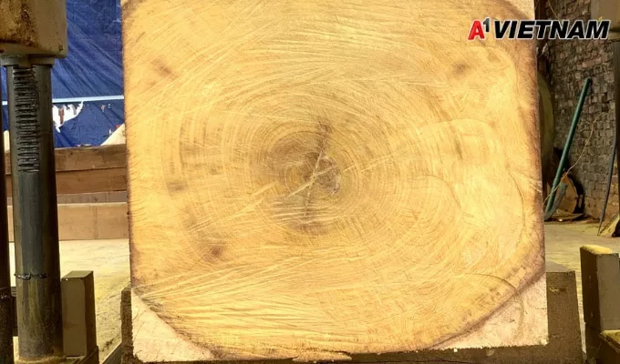 Gỗ dổi là gì? Phân Loại và Báo Giá Mới Nhất 5 go doi 4 jpg