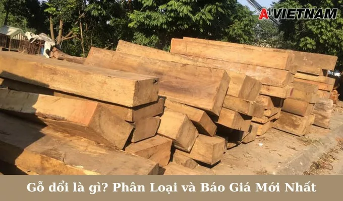Gỗ dổi là gì? Phân Loại và Báo Giá Mới Nhất 1 go doi jpg