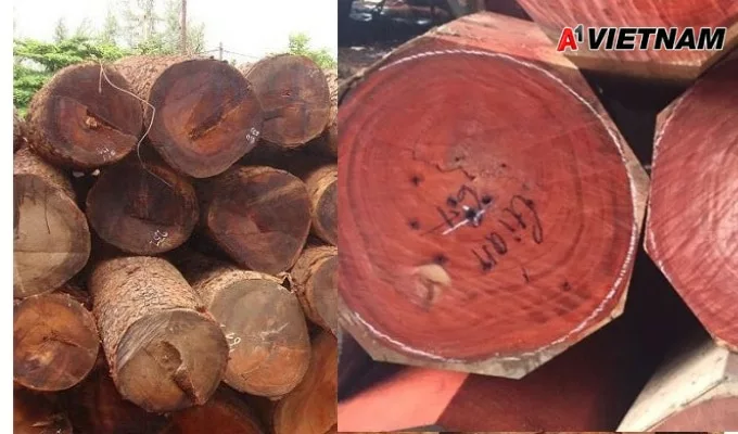 Gỗ gõ đỏ là gì? Phân Loại và Báo Giá Mới Nhất 5 go go do 4 jpg