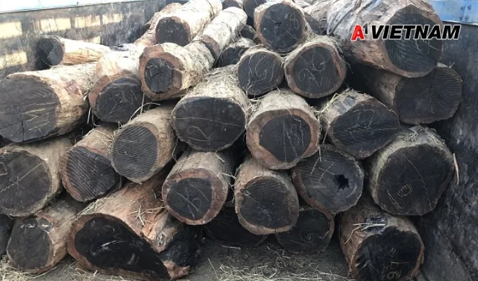 Gỗ mun là gì? Phân Loại và Báo Giá Mới Nhất 3 go mun 2 jpg