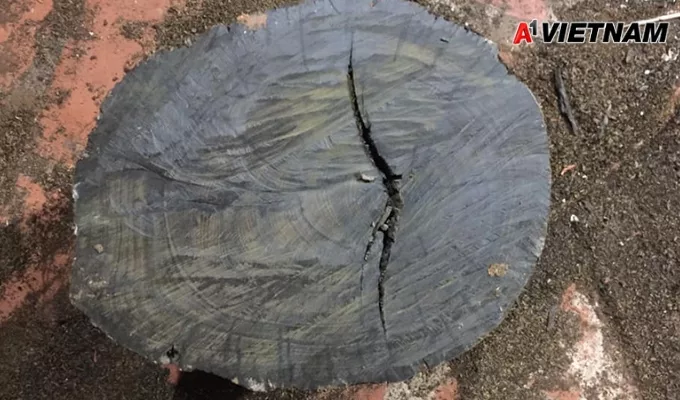 Gỗ mun là gì? Phân Loại và Báo Giá Mới Nhất 4 go mun 3 jpg