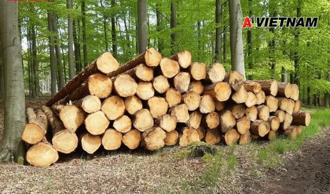 Gỗ sồi là gì? Phân Loại và Báo Giá Mới Nhất 3 go soi 2 jpg