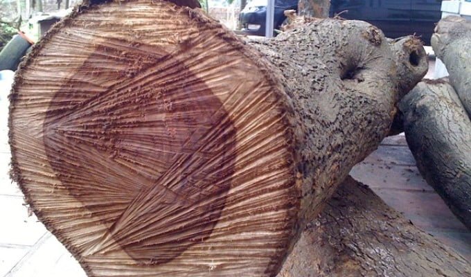 Gỗ huỳnh đàn là gì? Những điều nên biết về loại gỗ này 2 go huynh dan 1