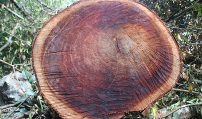 Gỗ nghiến là gì? Những điều nên biết về loại gỗ này 2 go nghien 1