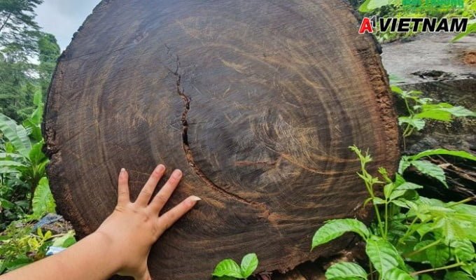 Gỗ nghiến là gì? Những điều nên biết về loại gỗ này 3 go nghien 2