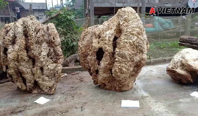 Gỗ nu là gì? Những điều nên biết về loại gỗ này 2 go nu 1