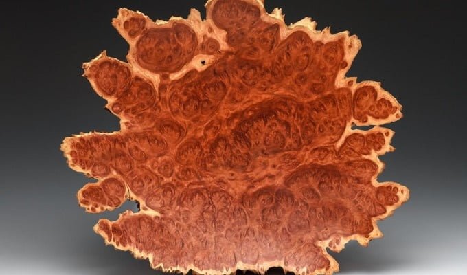 Gỗ nu là gì? Những điều nên biết về loại gỗ này 3 go nu 2