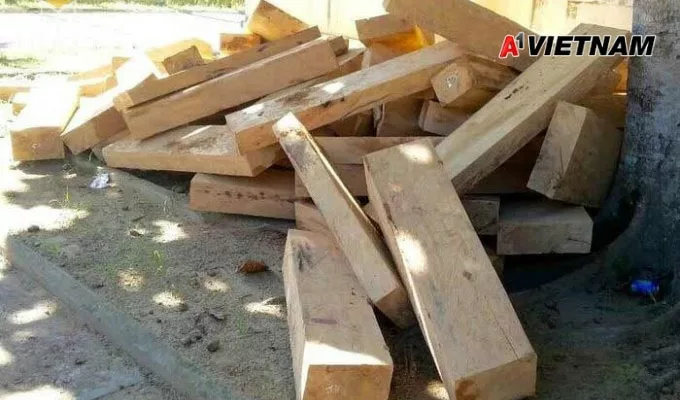 Gỗ pơ mu là gì? Những điều nên biết về loại gỗ này 3 go po mu 2 jpg