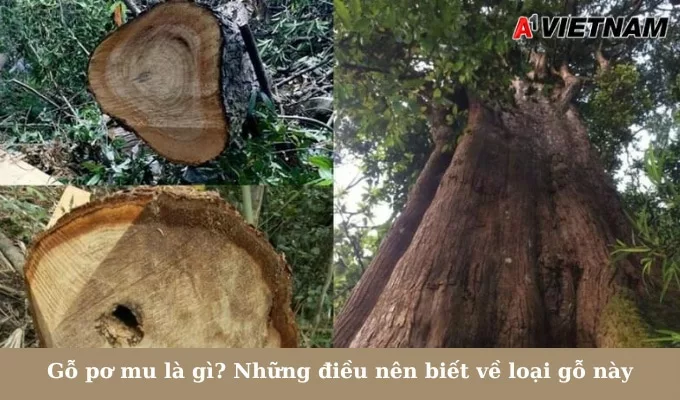 Gỗ pơ mu là gì? Những điều nên biết về loại gỗ này 1 go po mu jpg