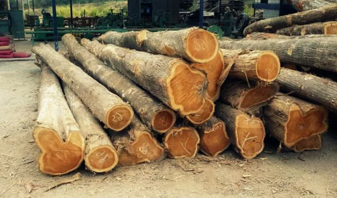 Gỗ teak là gì? Những điều nên biết về loại gỗ này 2 go teak 1 jpg