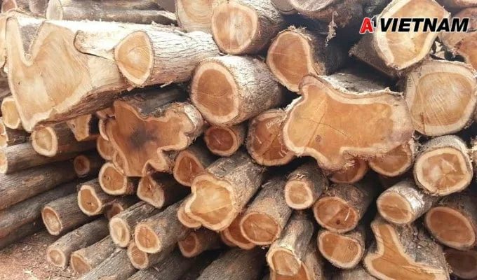 Gỗ teak là gì? Những điều nên biết về loại gỗ này 3 go teak 2 jpg