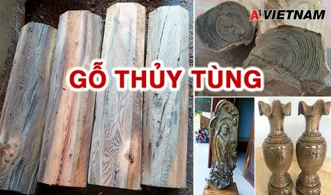 Gỗ thủy tùng là gì? Những điều nên biết về loại gỗ này 2 go thuy tung 1 jpg