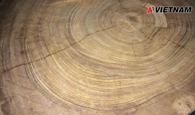 Gỗ thủy tùng là gì? Những điều nên biết về loại gỗ này 3 go thuy tung 2 jpg