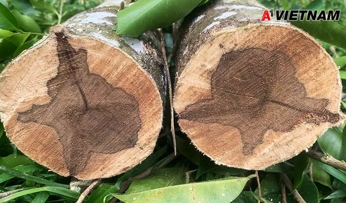 Gỗ trầm hương là gì? Những điều nên biết về loại gỗ này 2 go tram huong 1 jpg