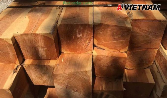 Gỗ tuyết tùng là gì? Những điều nên biết về loại gỗ này 3 go tuyet tung 2