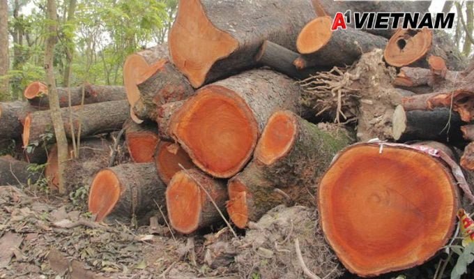 Gỗ xà cừ là gì? Những điều nên biết về loại gỗ này 1 go xa cu